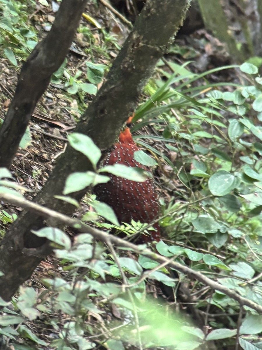 Temminck's Tragopan - ML645534319
