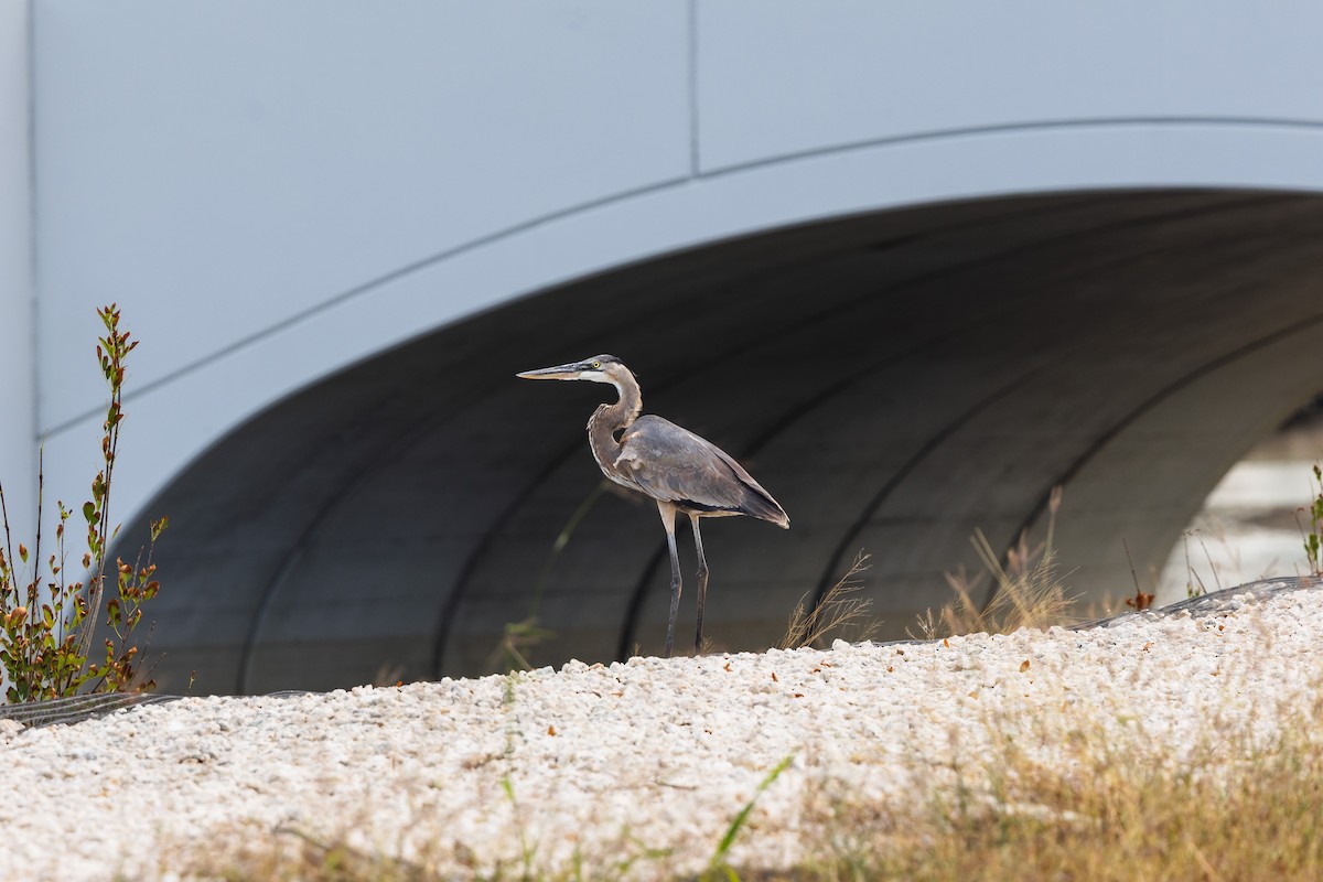 Great Blue Heron - ML645534320