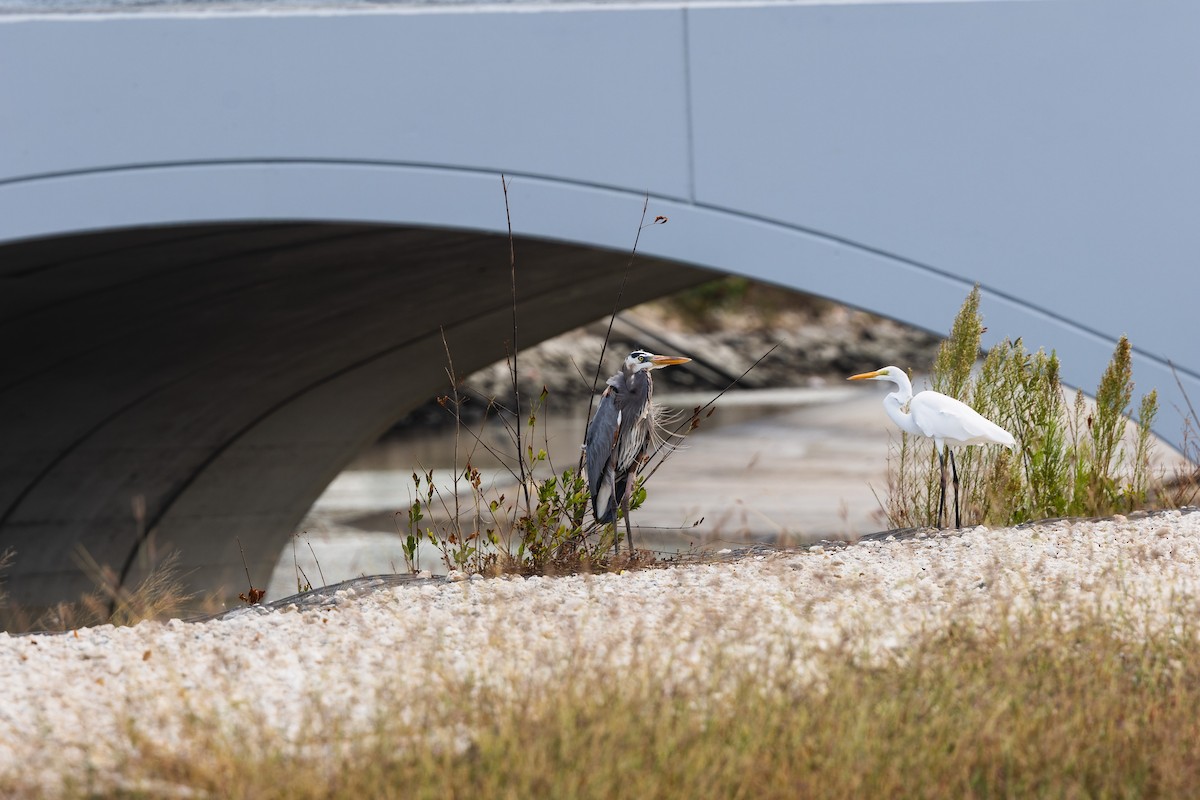Great Blue Heron - ML645534321