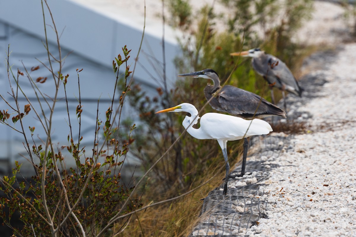 Great Blue Heron - ML645534322