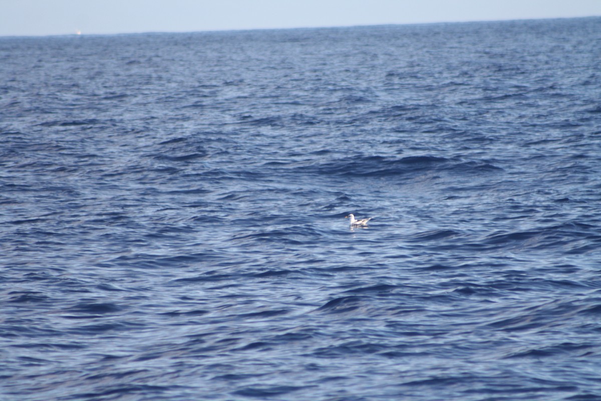 White-tailed Tropicbird (Indian Ocean) - ML645534323
