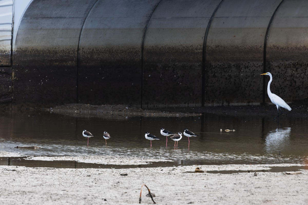 Black-necked Stilt - ML645534324