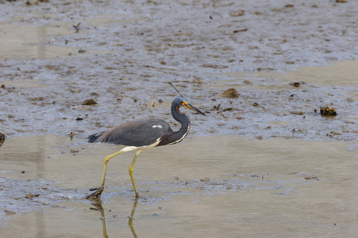Tricolored Heron - ML645534326