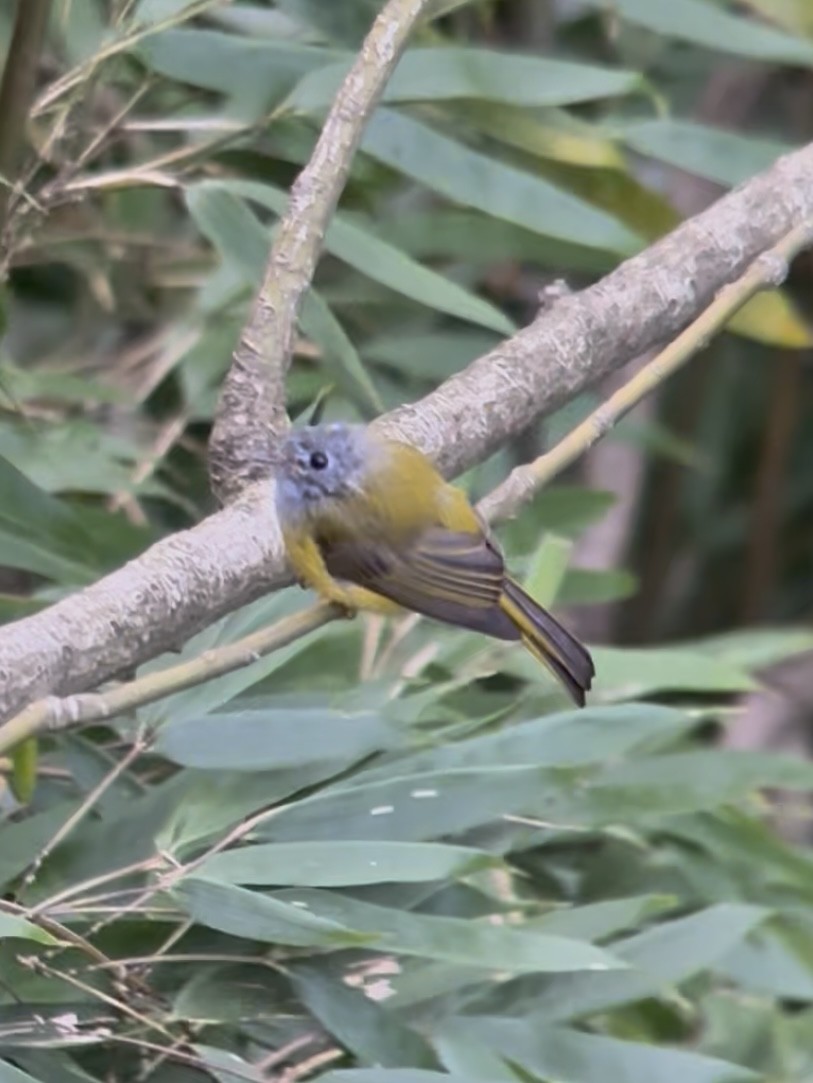 Gray-headed Canary-Flycatcher - ML645534329