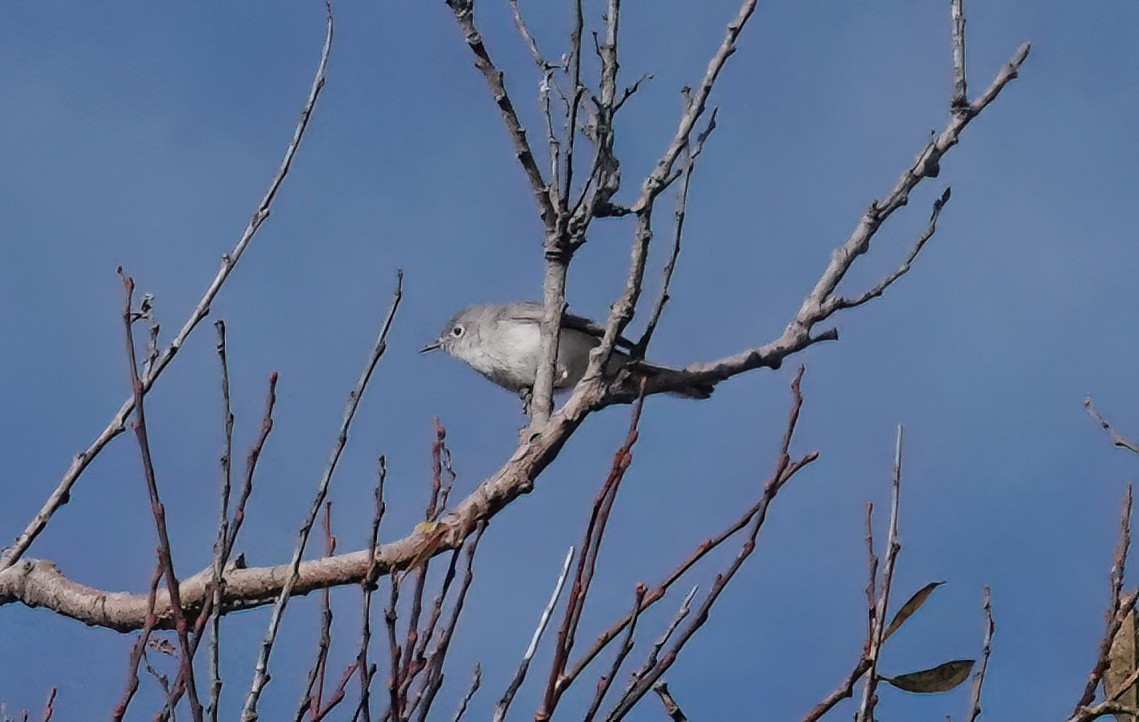 Blue-gray Gnatcatcher - ML645534330