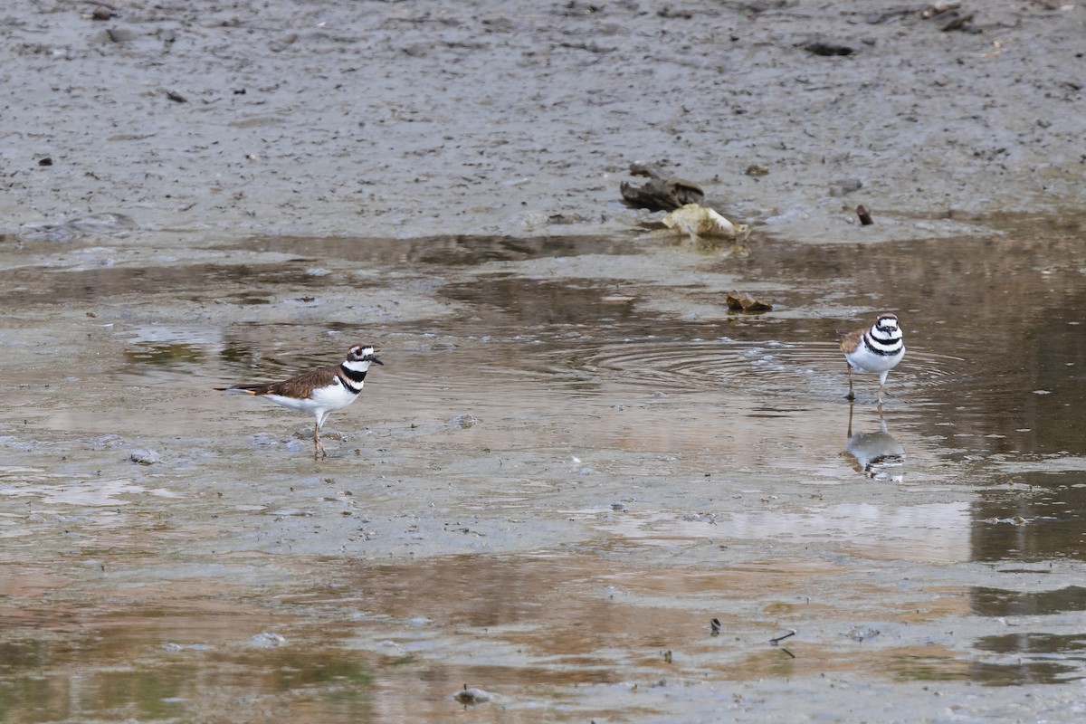 Killdeer - ML645534331