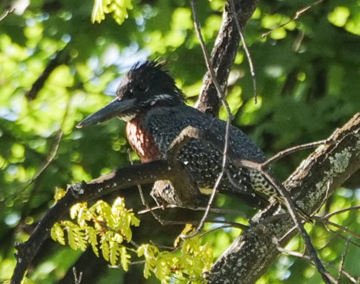 Giant Kingfisher - ML645534332