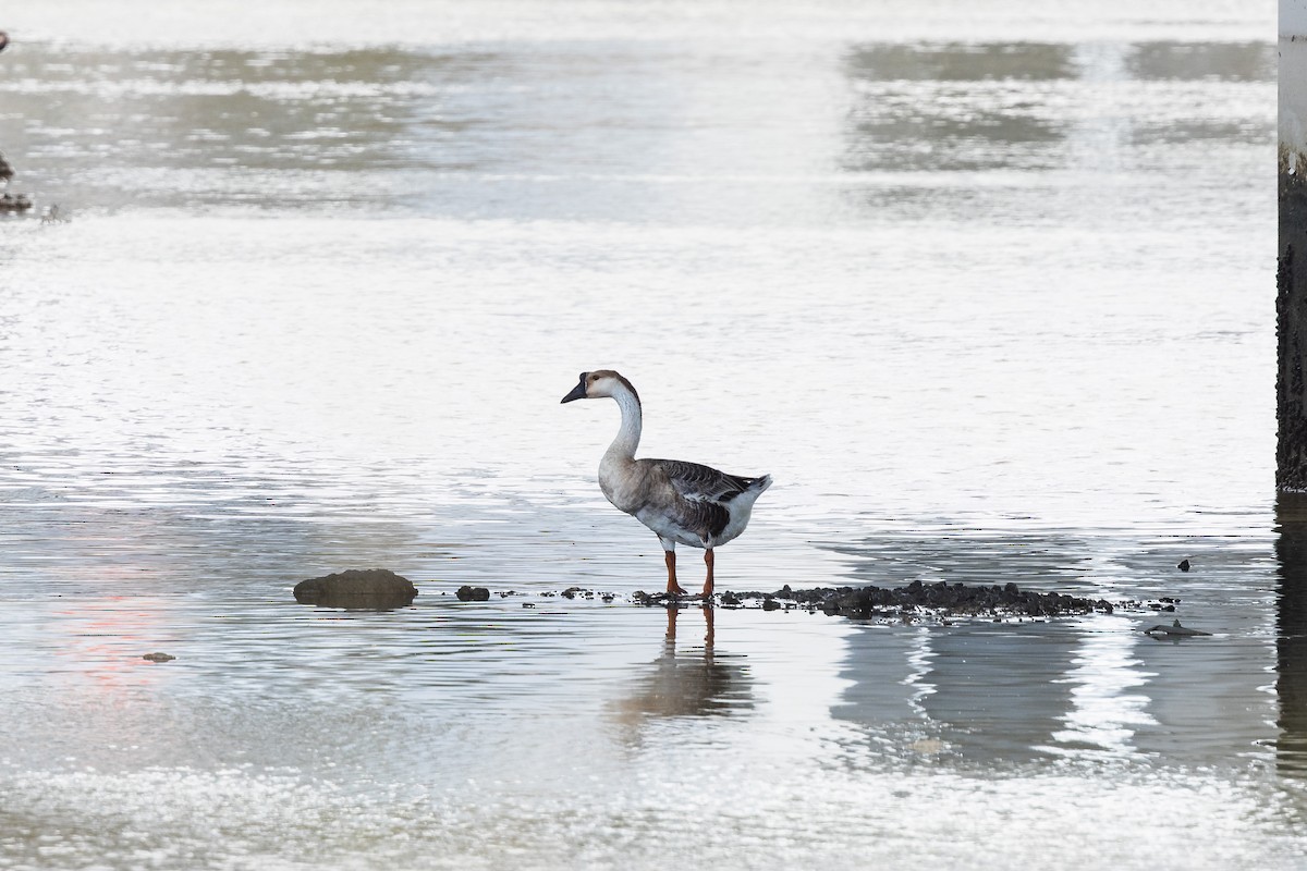 Swan Goose (Domestic type) - ML645534333