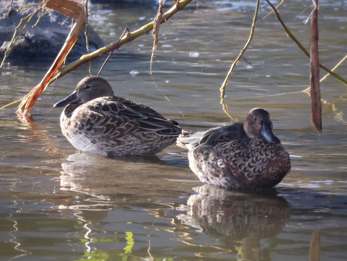 Cinnamon Teal - ML645534334