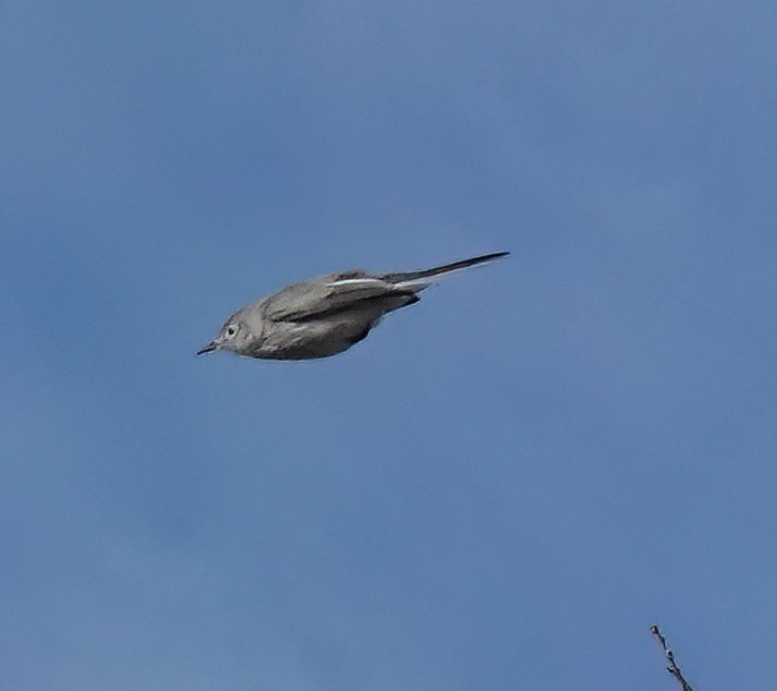 Blue-gray Gnatcatcher - ML645534336