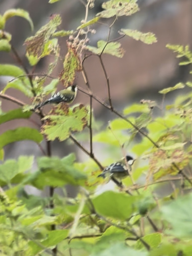 Green-backed Tit - ML645534337