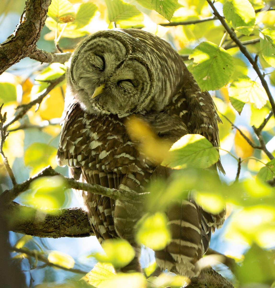 Barred Owl - ML645534338