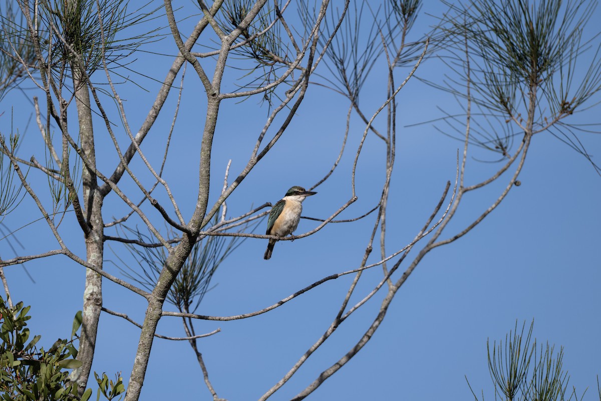 Sacred Kingfisher (Australasian) - ML645534339