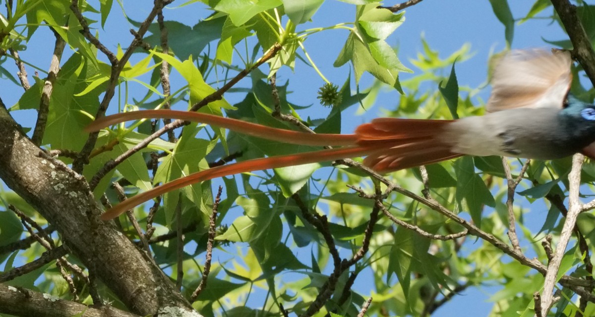 African Paradise-Flycatcher - ML645534340