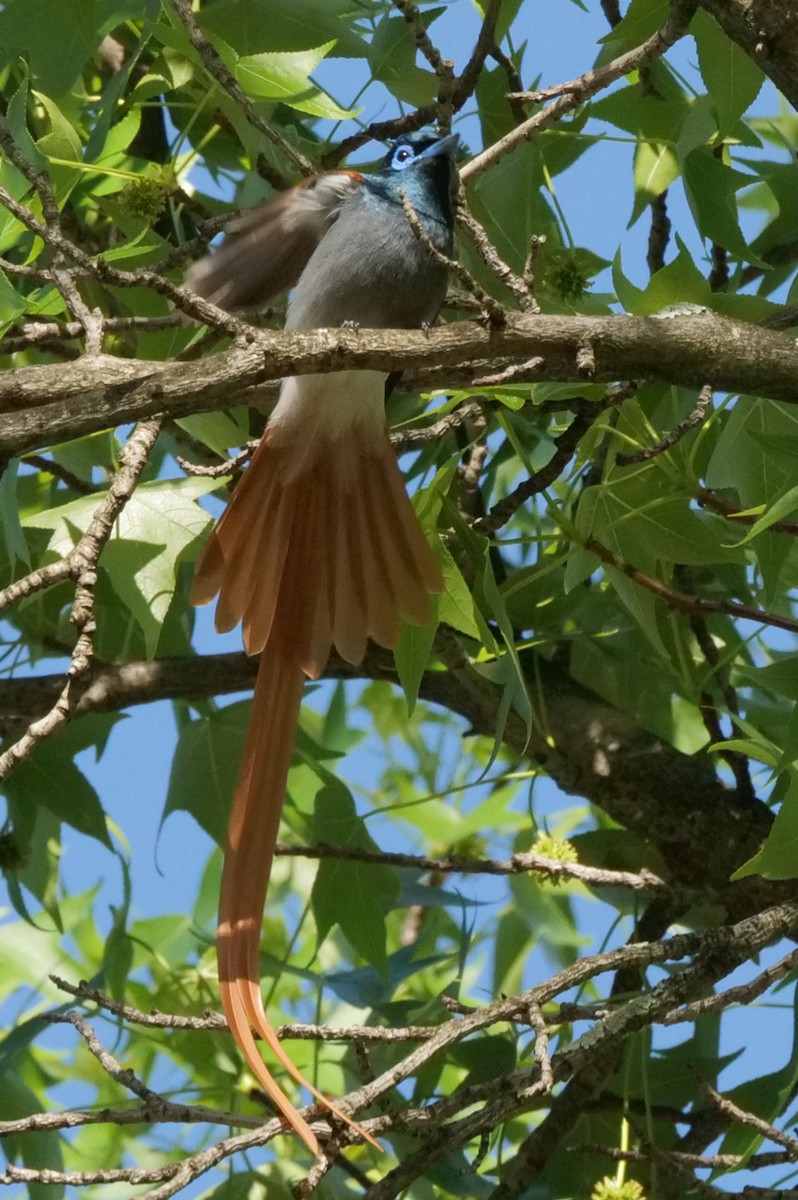 African Paradise-Flycatcher - ML645534341
