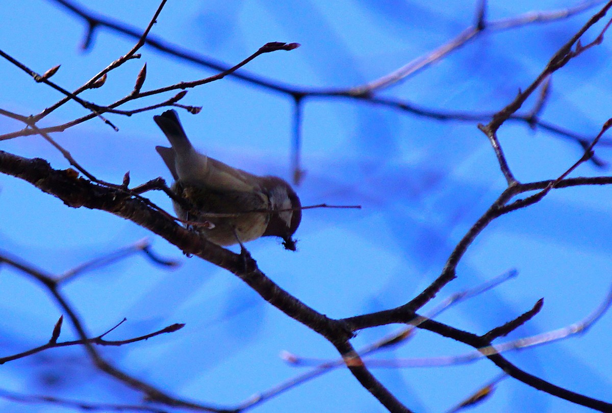 Coal Tit - ML645534345