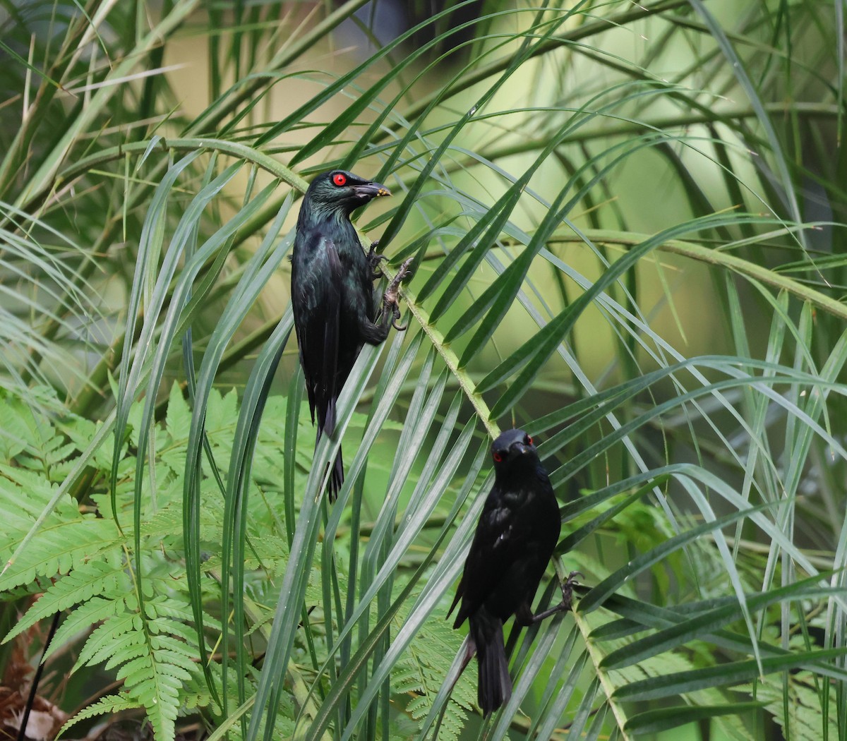 Asian Glossy Starling - ML645534346