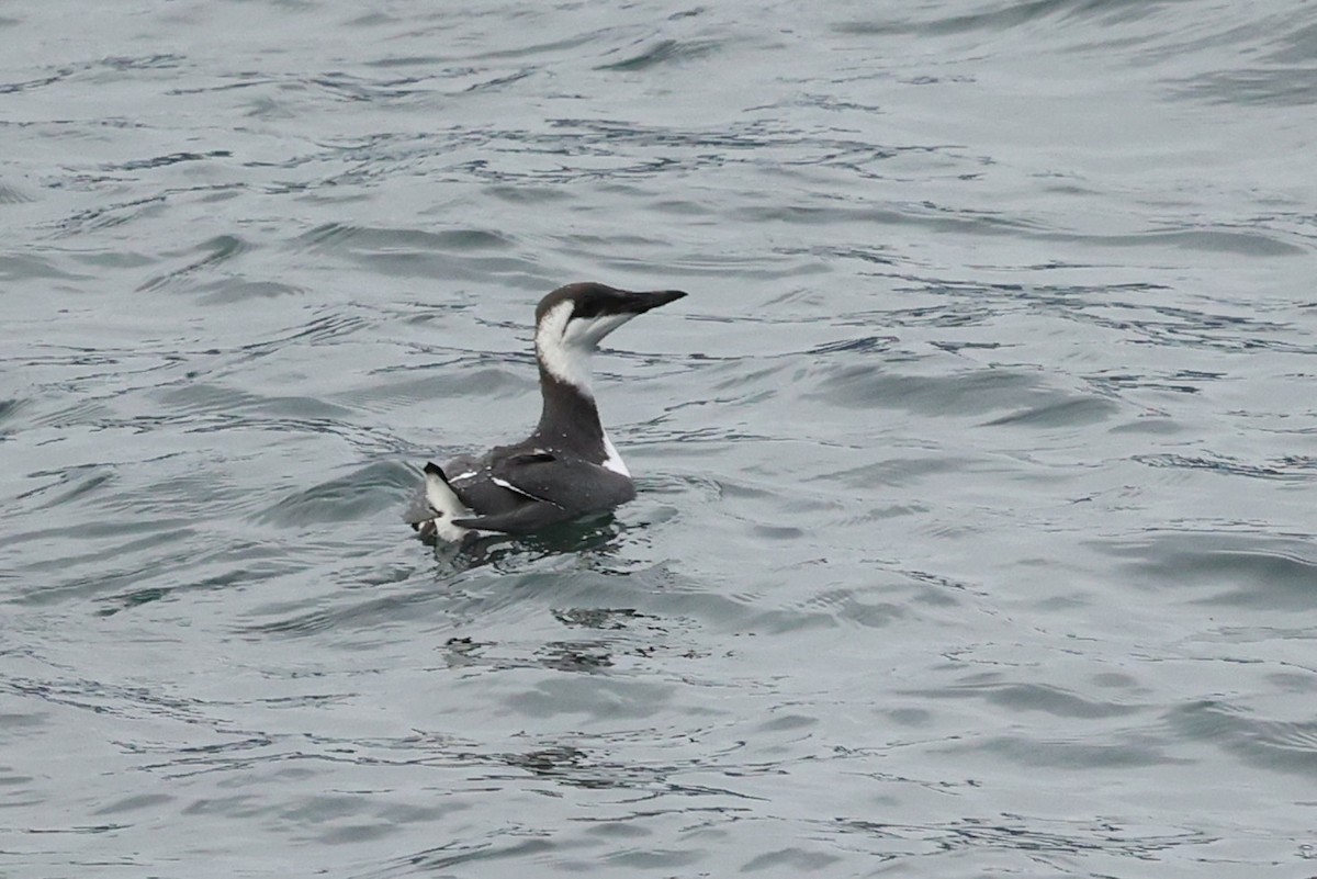 Common Murre - ML645534347
