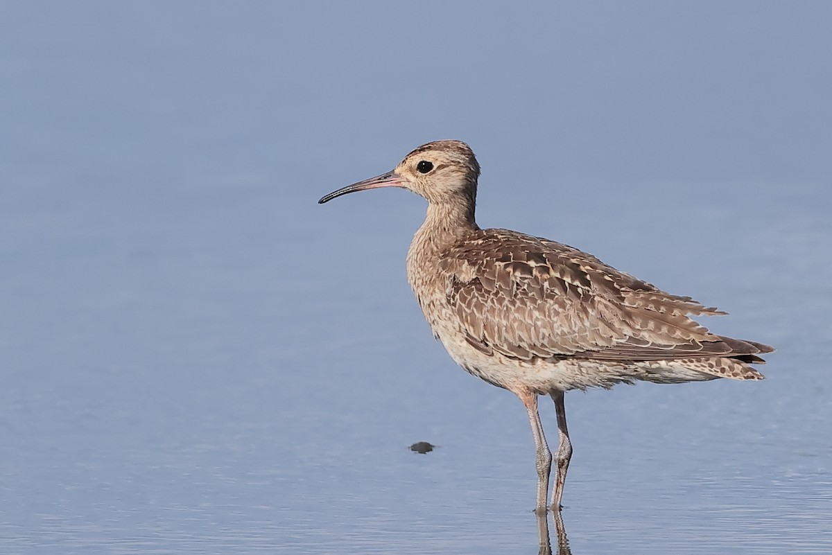 Little Curlew - ML645534348