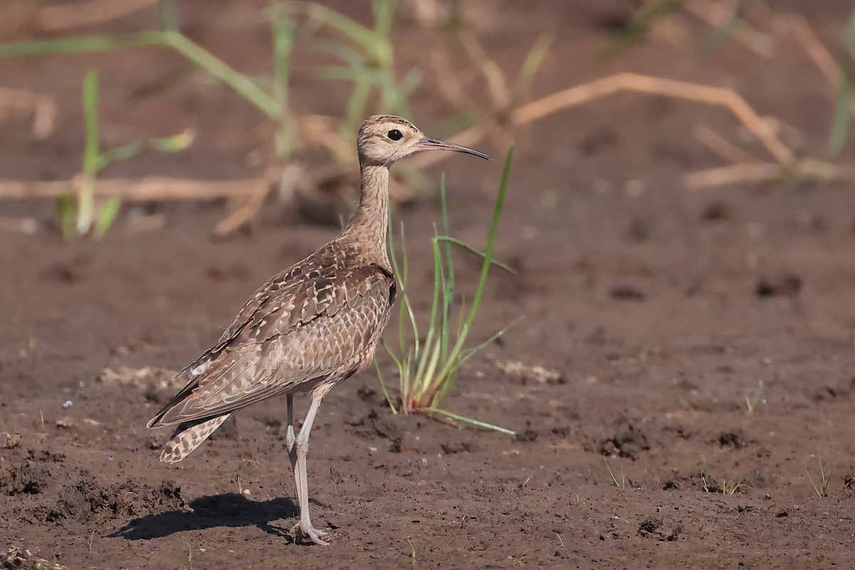 Little Curlew - ML645534349