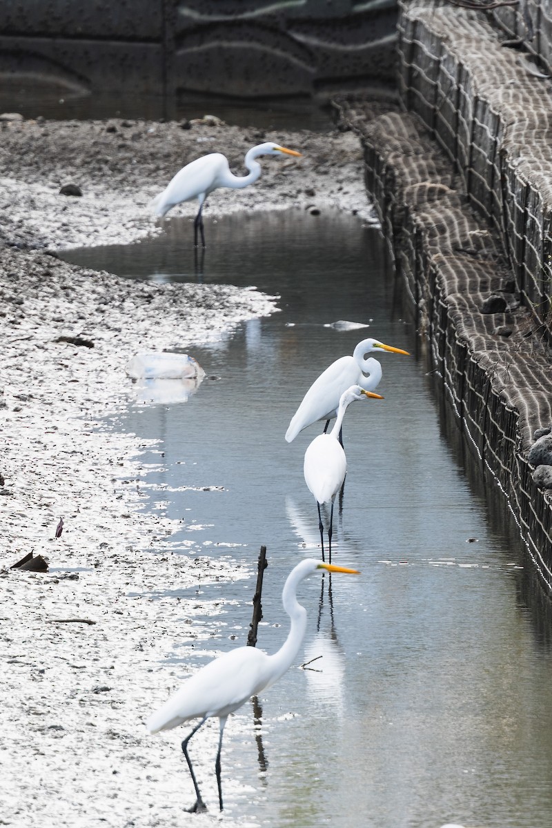 Great Egret - ML645534350