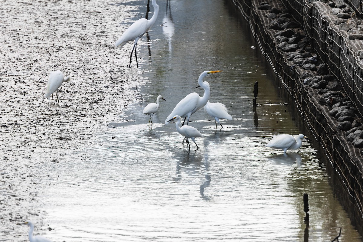 Snowy Egret - ML645534352