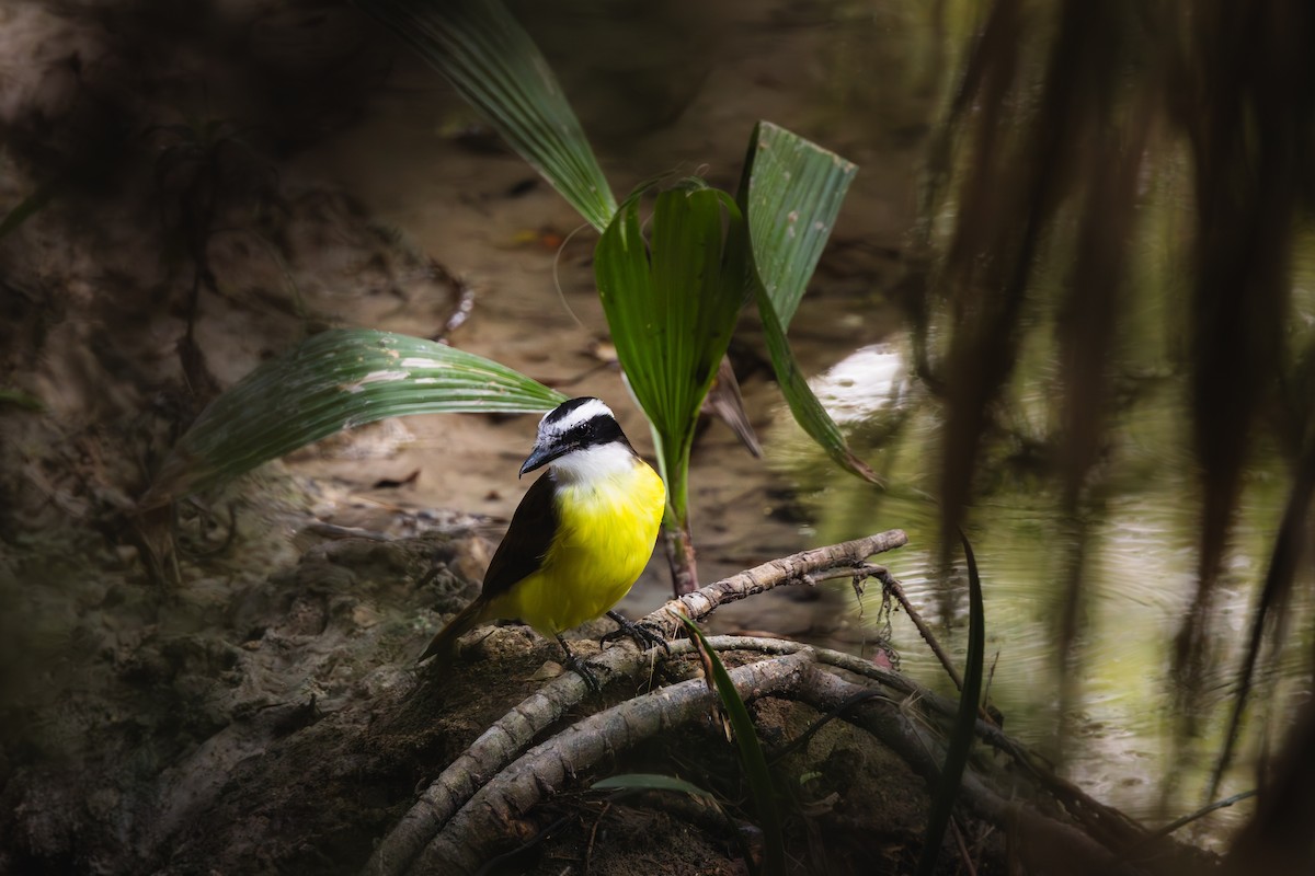 Great Kiskadee - ML645534368