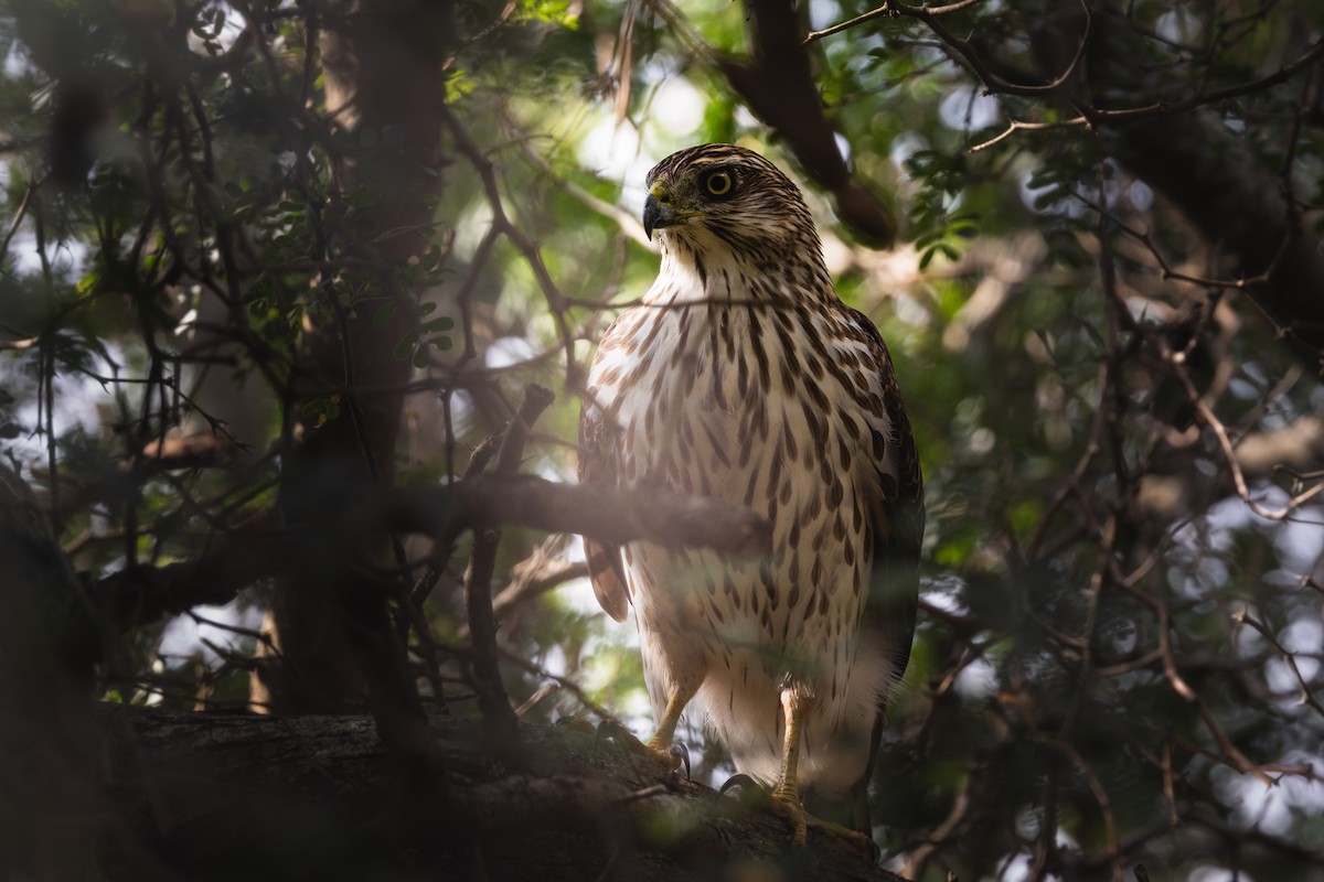 Cooper's Hawk - ML645534371