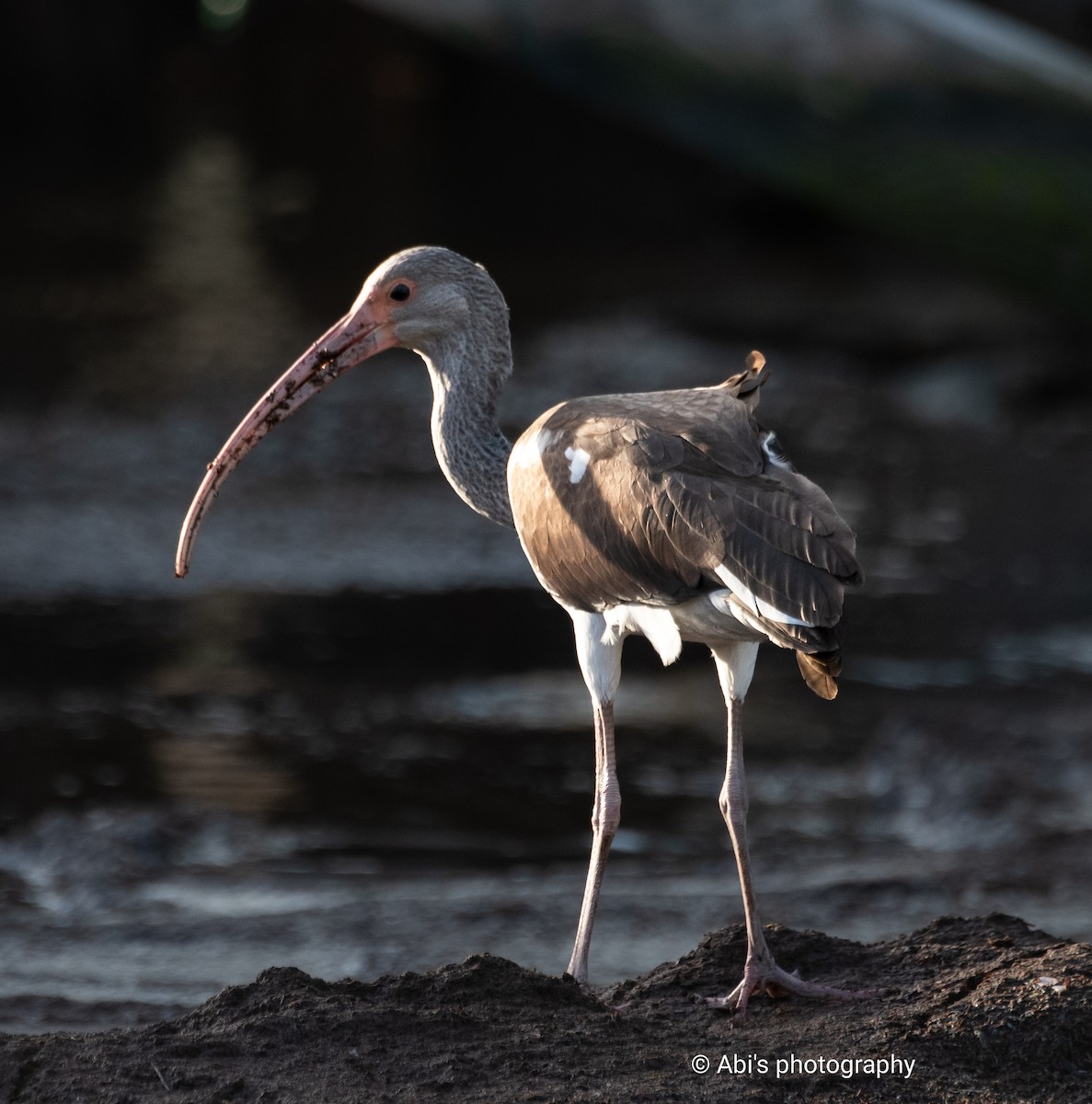 White Ibis - ML645534388