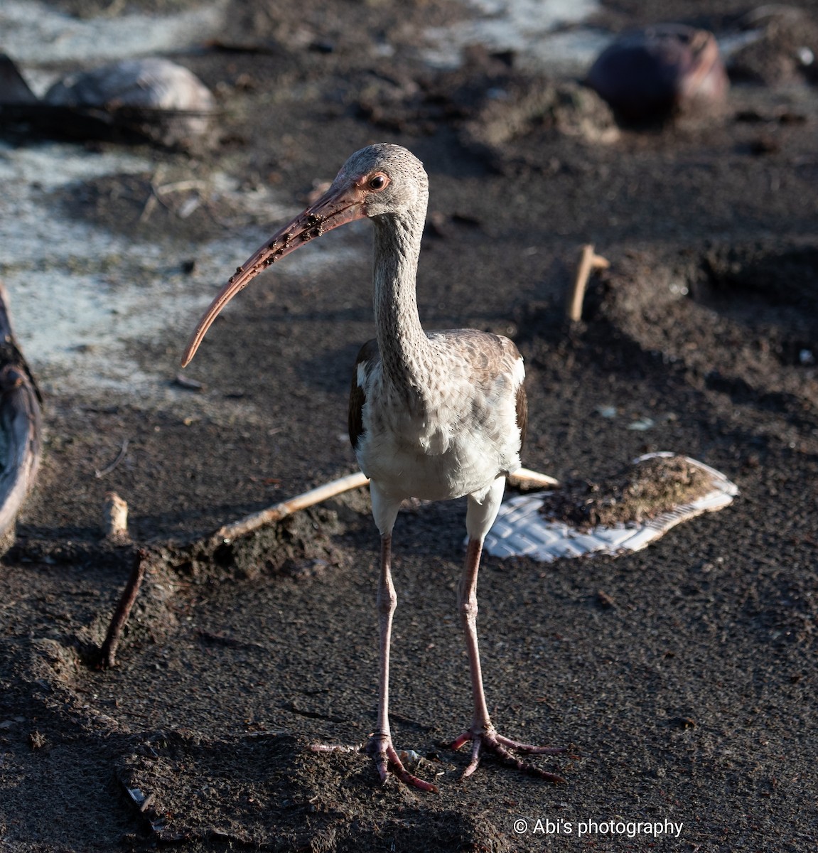 White Ibis - ML645534389