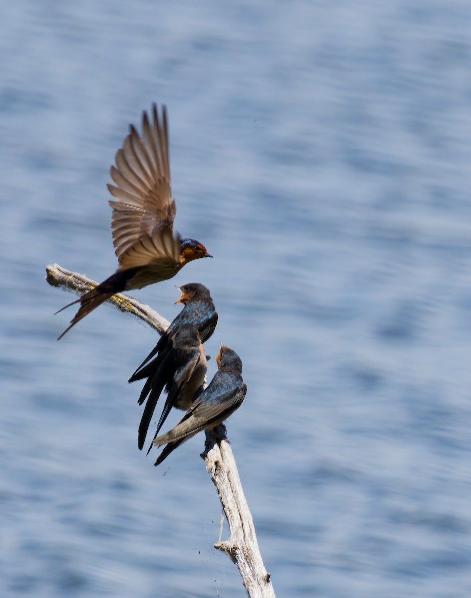 vlaštovka šedobřichá - ML645534391