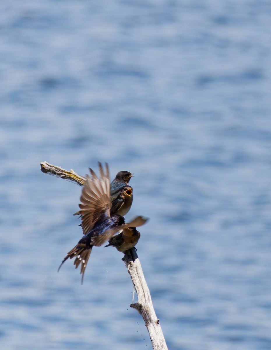 vlaštovka šedobřichá - ML645534392