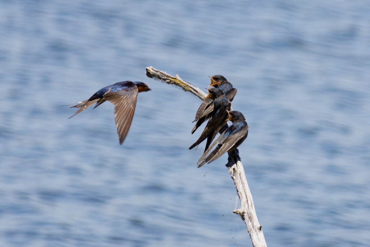 vlaštovka šedobřichá - ML645534393