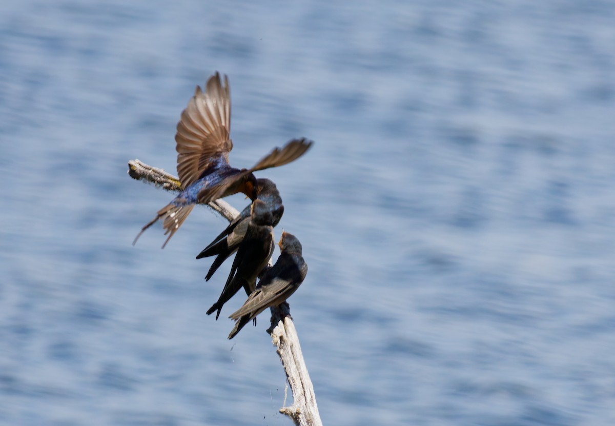 vlaštovka šedobřichá - ML645534394