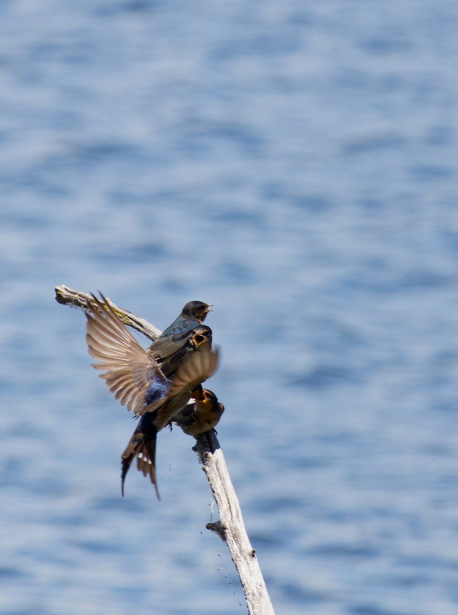 vlaštovka šedobřichá - ML645534395