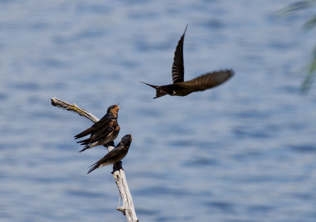 vlaštovka šedobřichá - ML645534396