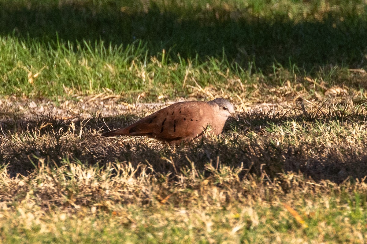 holoubek skořicový - ML645534402