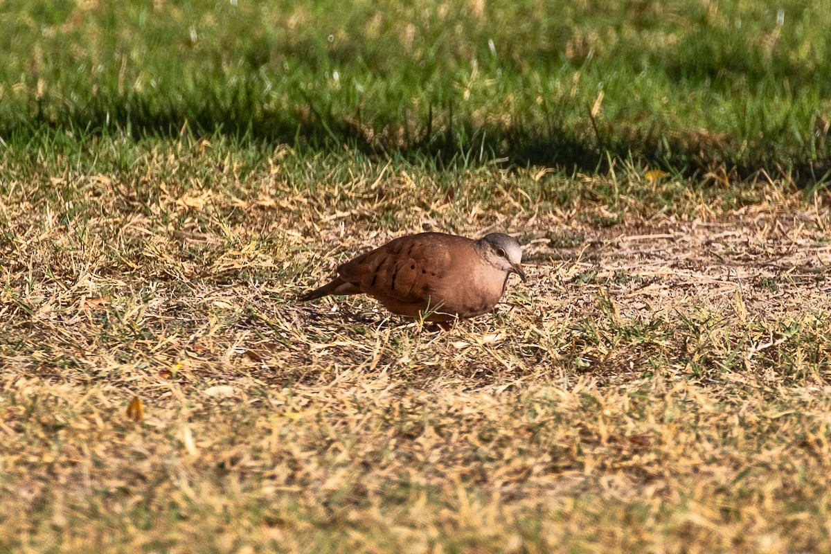 holoubek skořicový - ML645534403