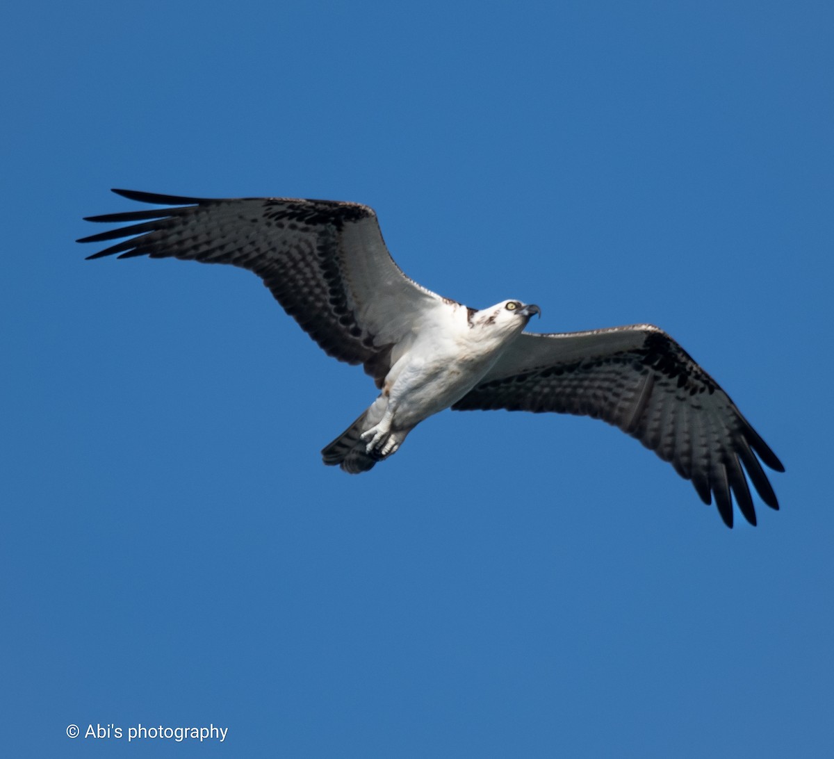 Osprey - ML645534404