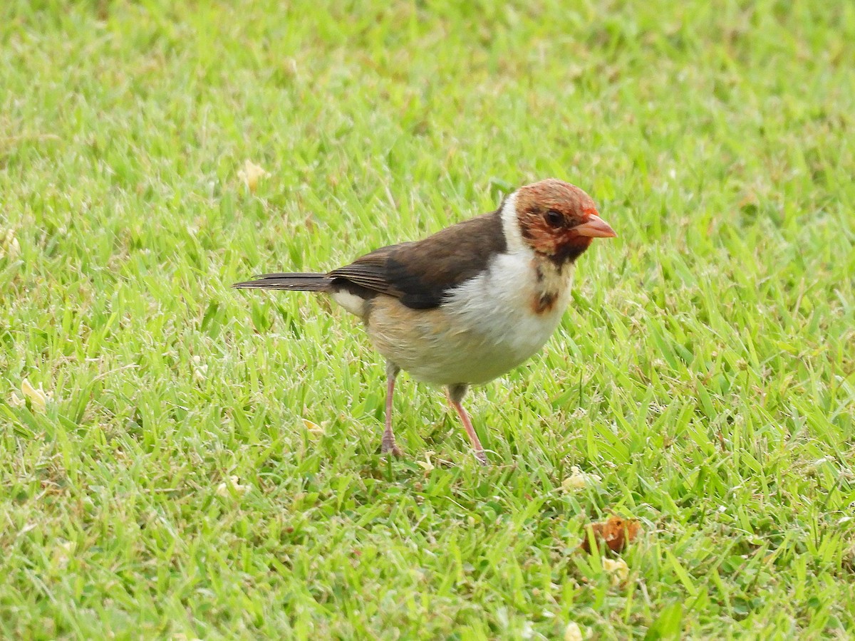 Yellow-billed Cardinal - ML645534406