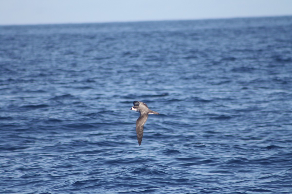 buřňák réunionský - ML645534410