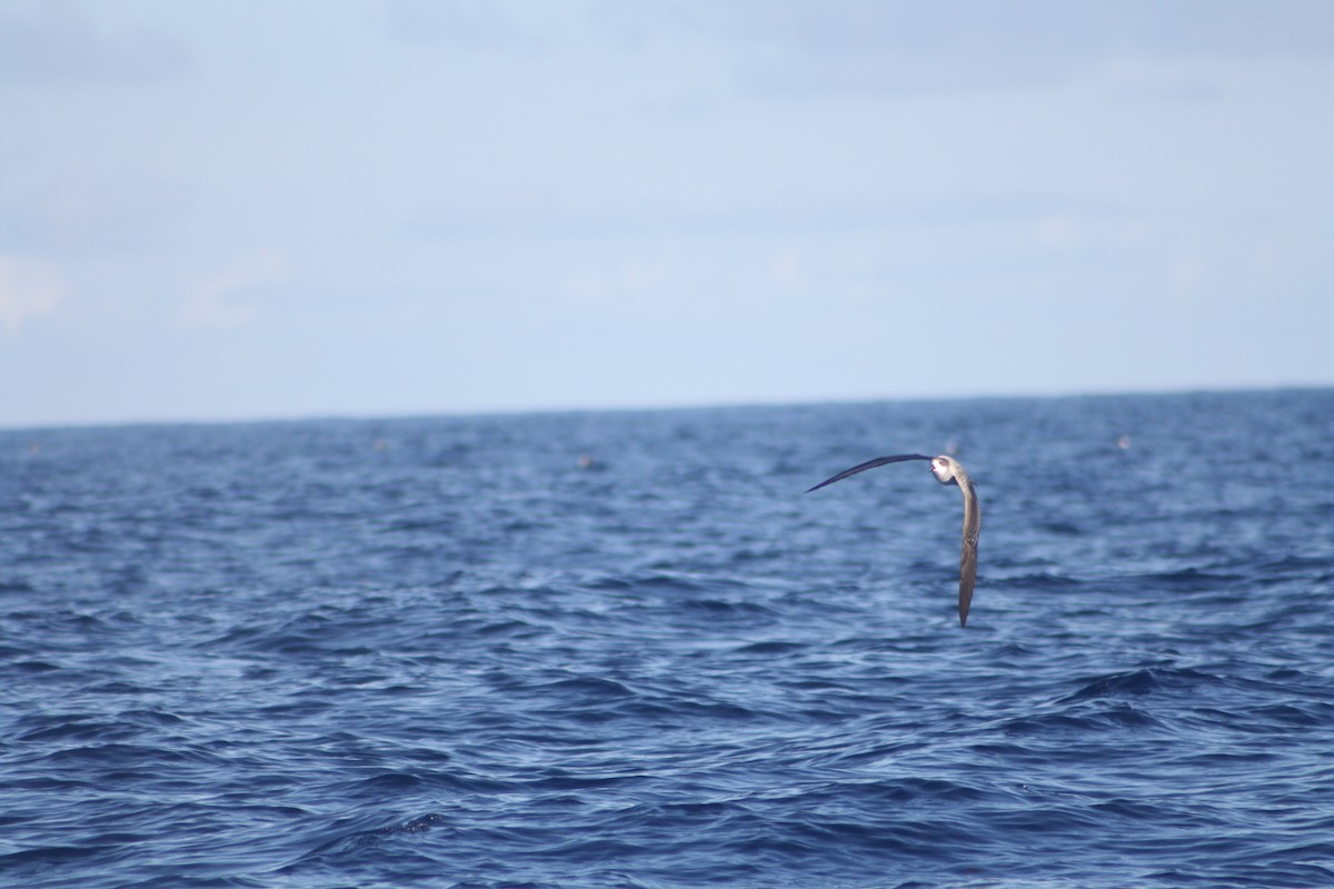 buřňák réunionský - ML645534411