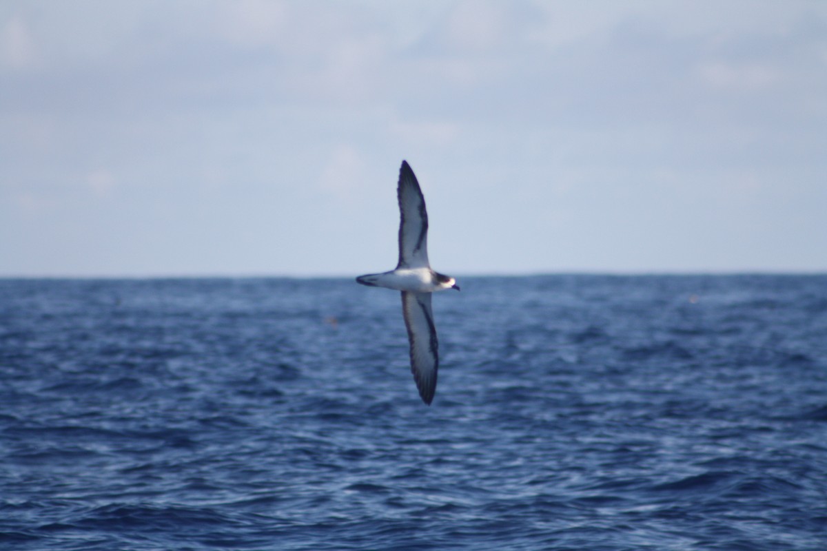 buřňák réunionský - ML645534412