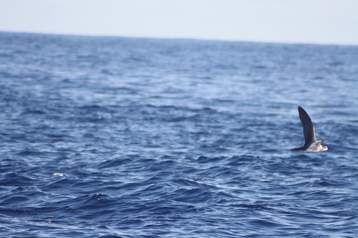 buřňák réunionský - ML645534413