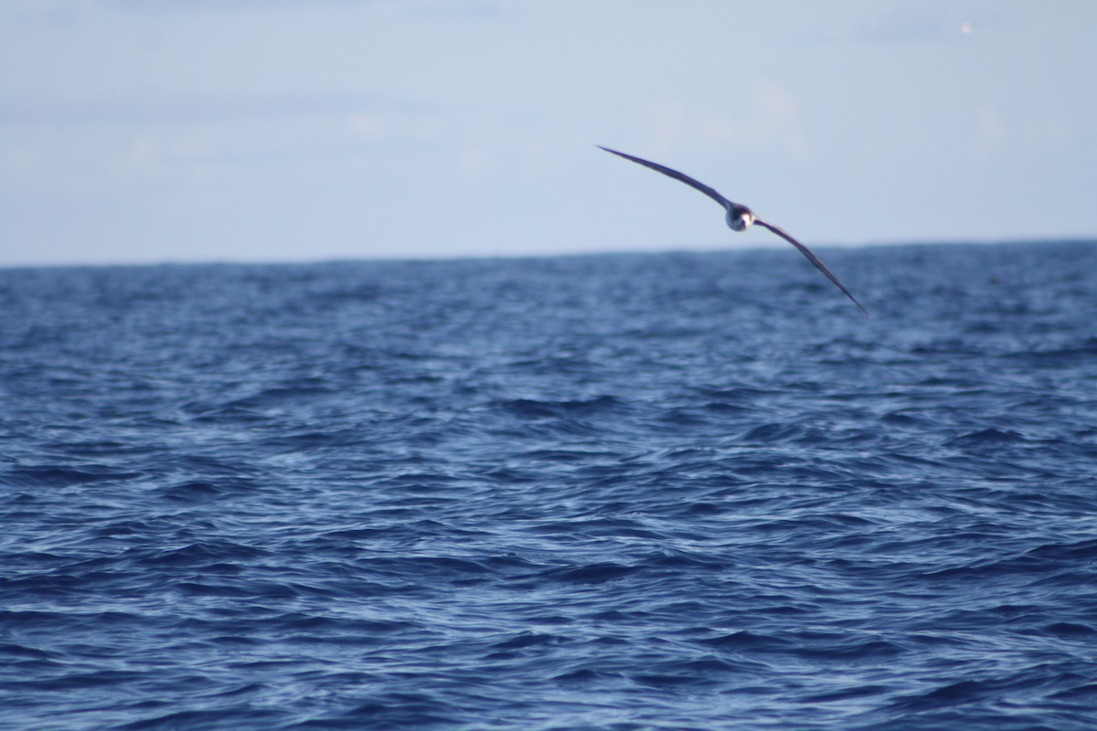 buřňák réunionský - ML645534414