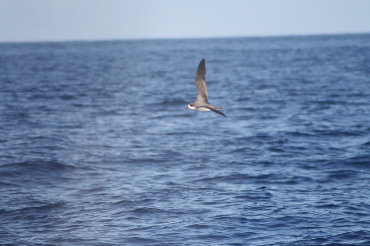 buřňák réunionský - ML645534415