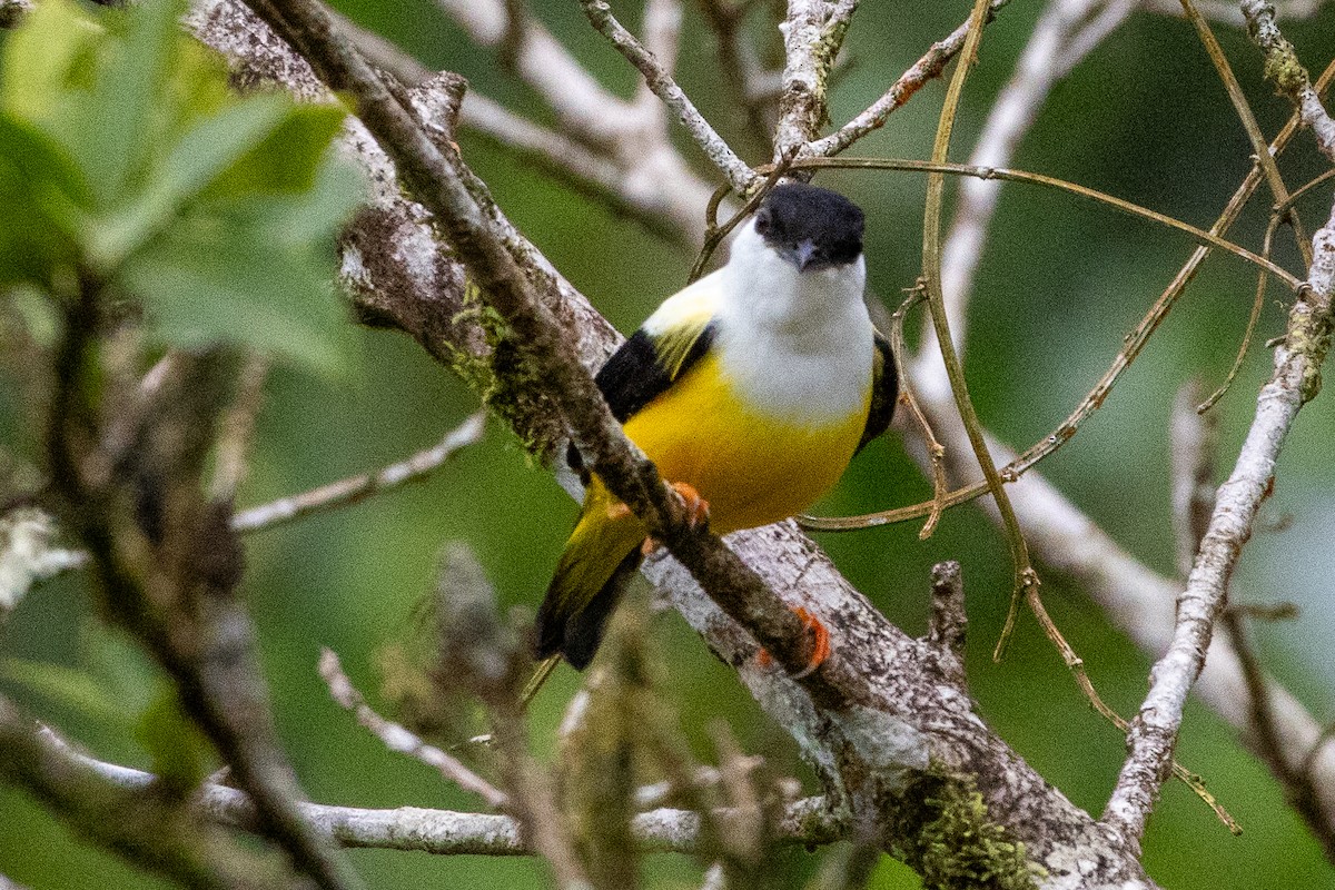 White-collared Manakin - ML645534416