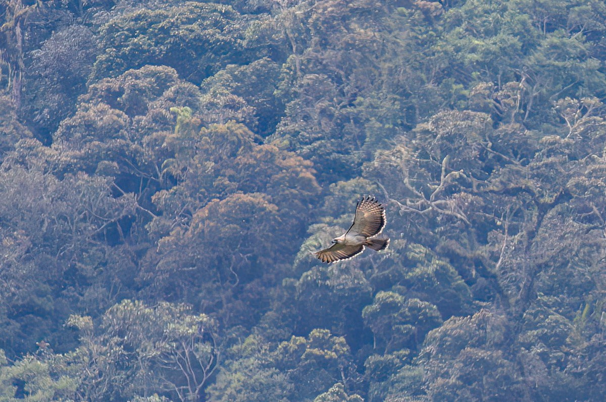 orlan opičí - ML645534417