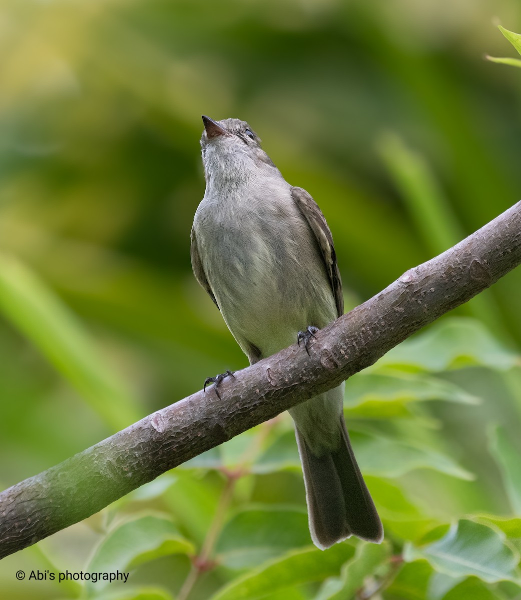 Caribbean Elaenia - ML645534419