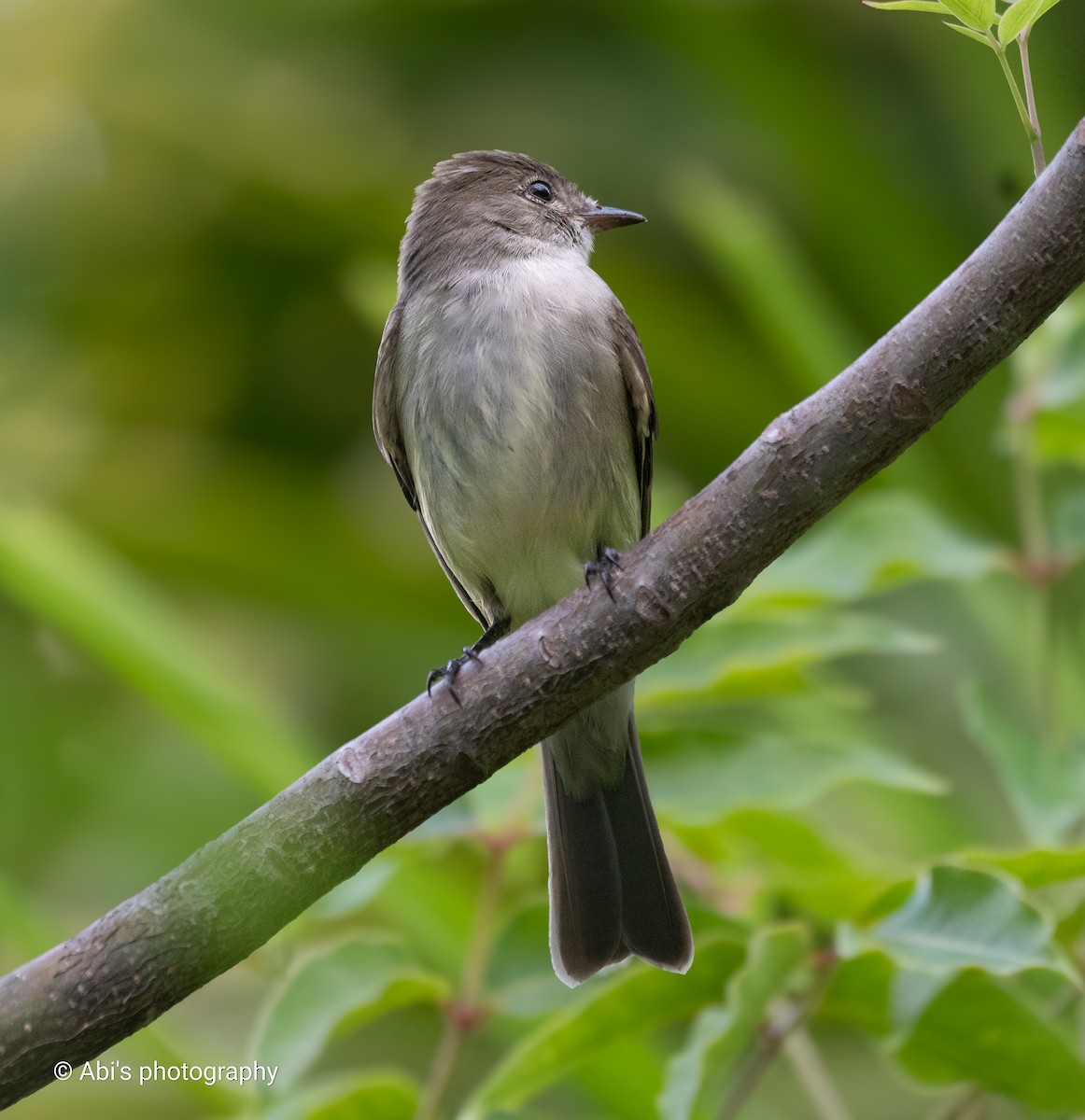 Caribbean Elaenia - ML645534420